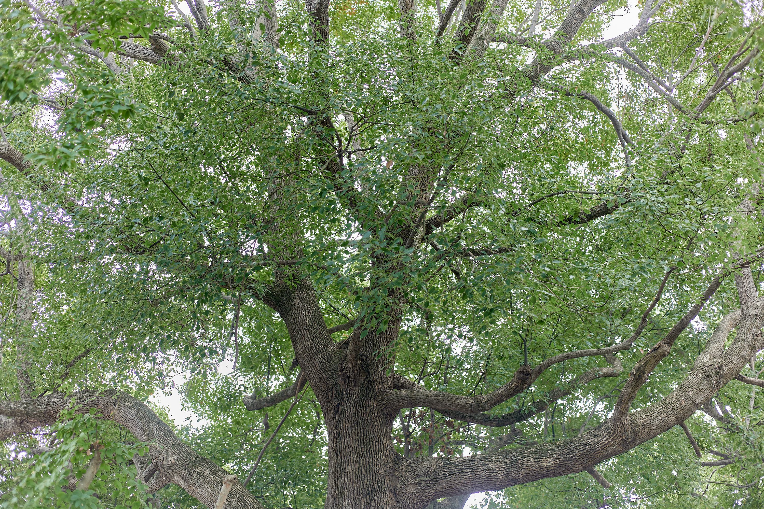 2025-2026年度1R2Z地区ガバナー公式訪問合同例会 ひたちなかベストライオンズクラブ 茨城 ひたちなか ライオンズクラブ