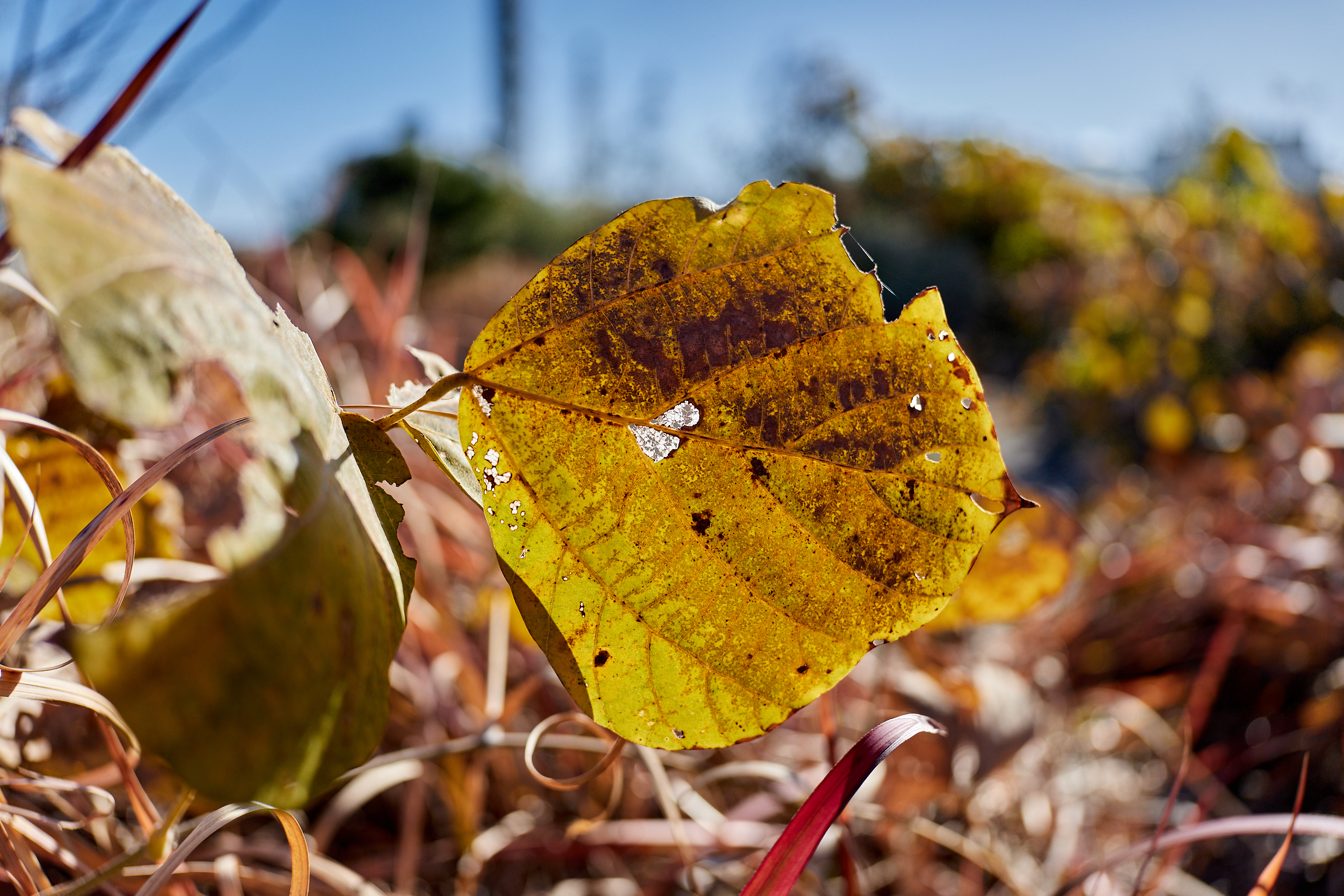 2Z合同アクティビティ ひたちなかベストライオンズクラブ 茨城 ひたちなか ライオンズクラブ