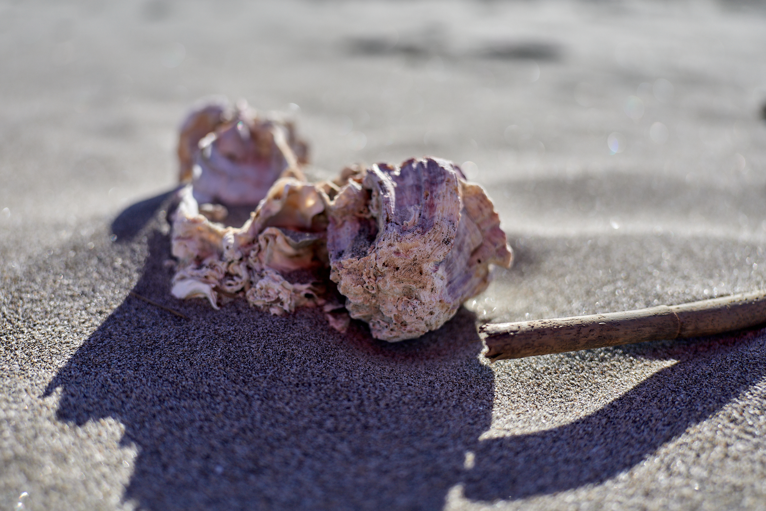 2Z合同アクティビティ ひたちなかベストライオンズクラブ 茨城 ひたちなか ライオンズクラブ
