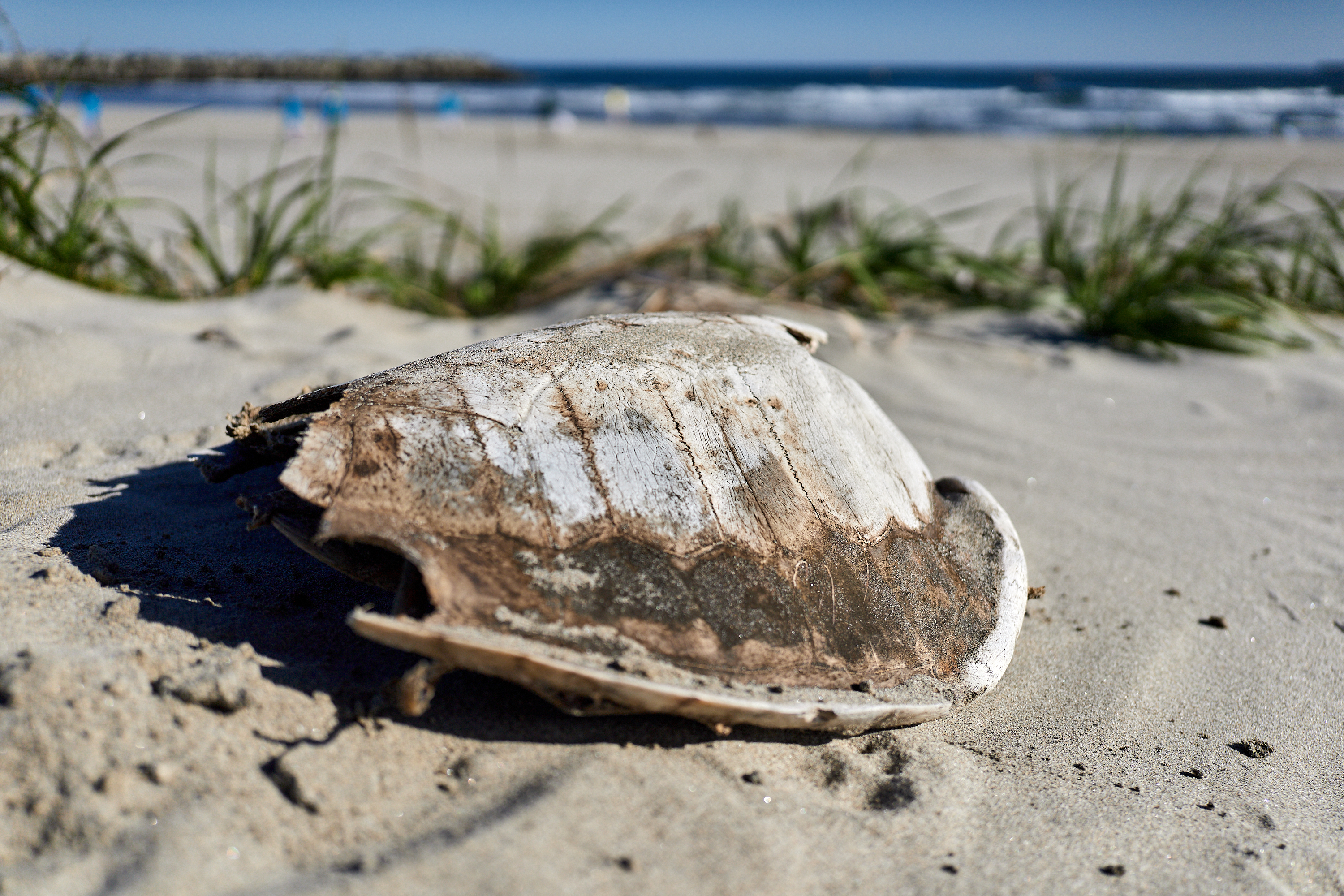 2Z合同アクティビティ ひたちなかベストライオンズクラブ 茨城 ひたちなか ライオンズクラブ