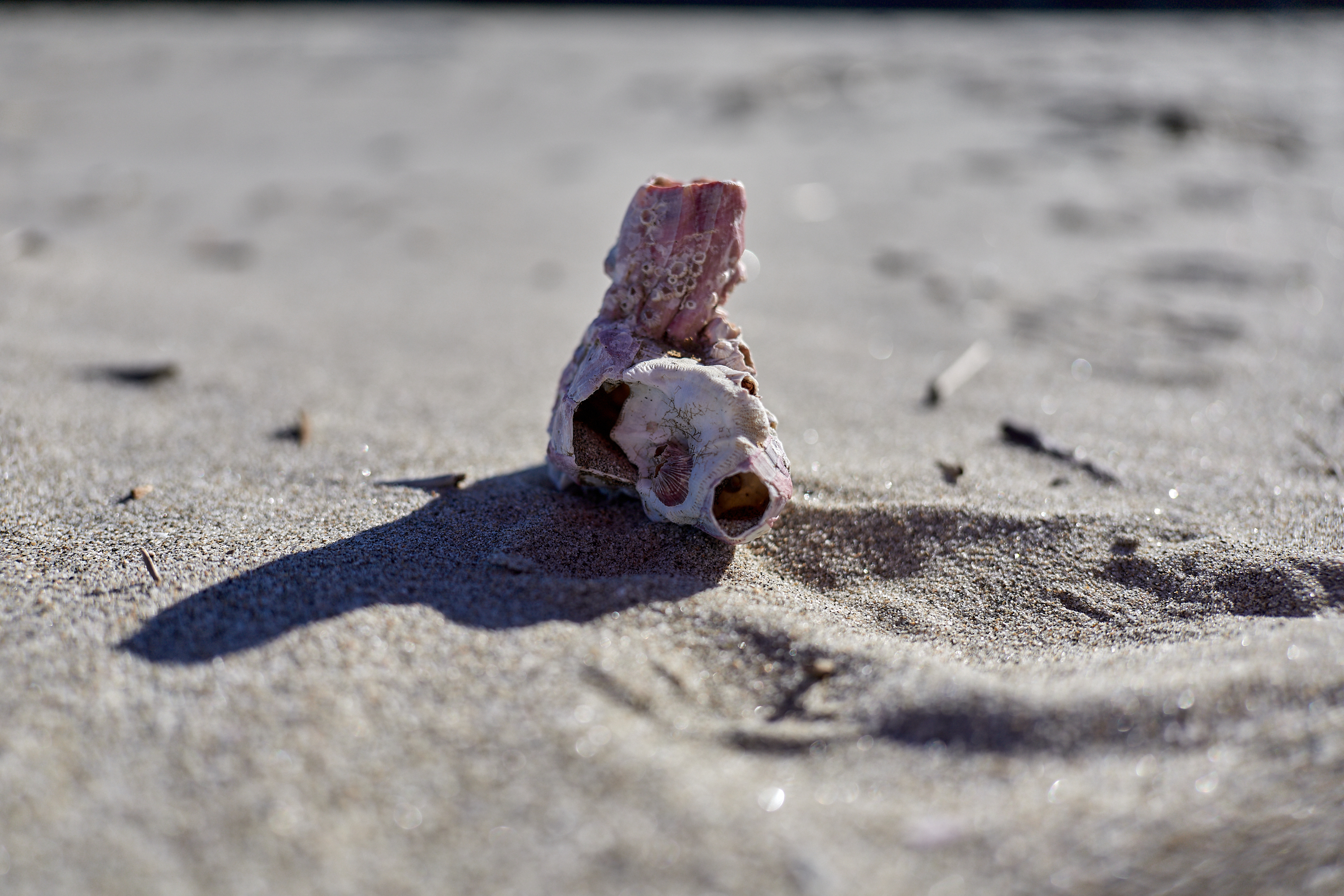 2Z合同アクティビティ ひたちなかベストライオンズクラブ 茨城 ひたちなか ライオンズクラブ