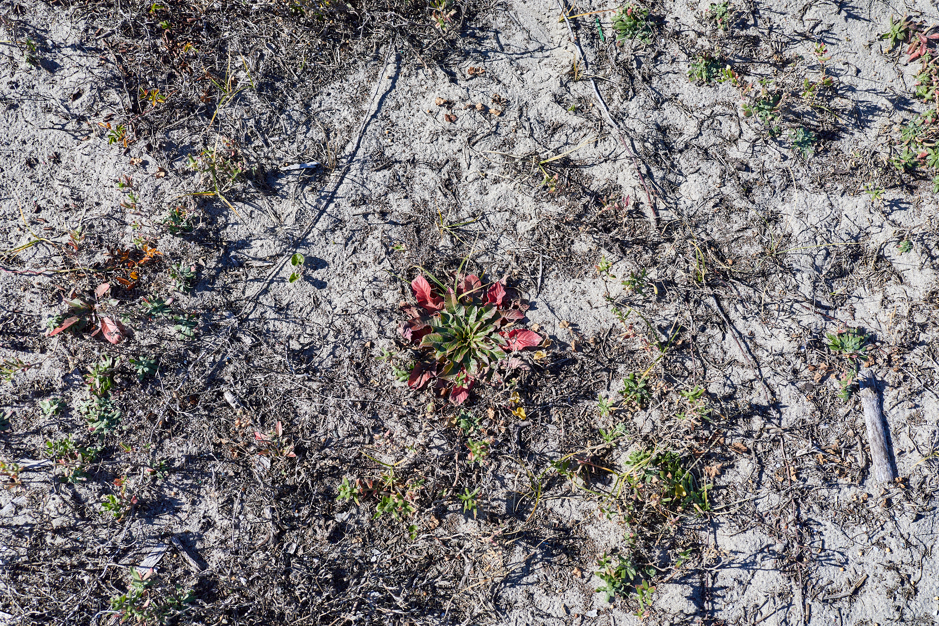 2Z合同アクティビティ ひたちなかベストライオンズクラブ 茨城 ひたちなか ライオンズクラブ