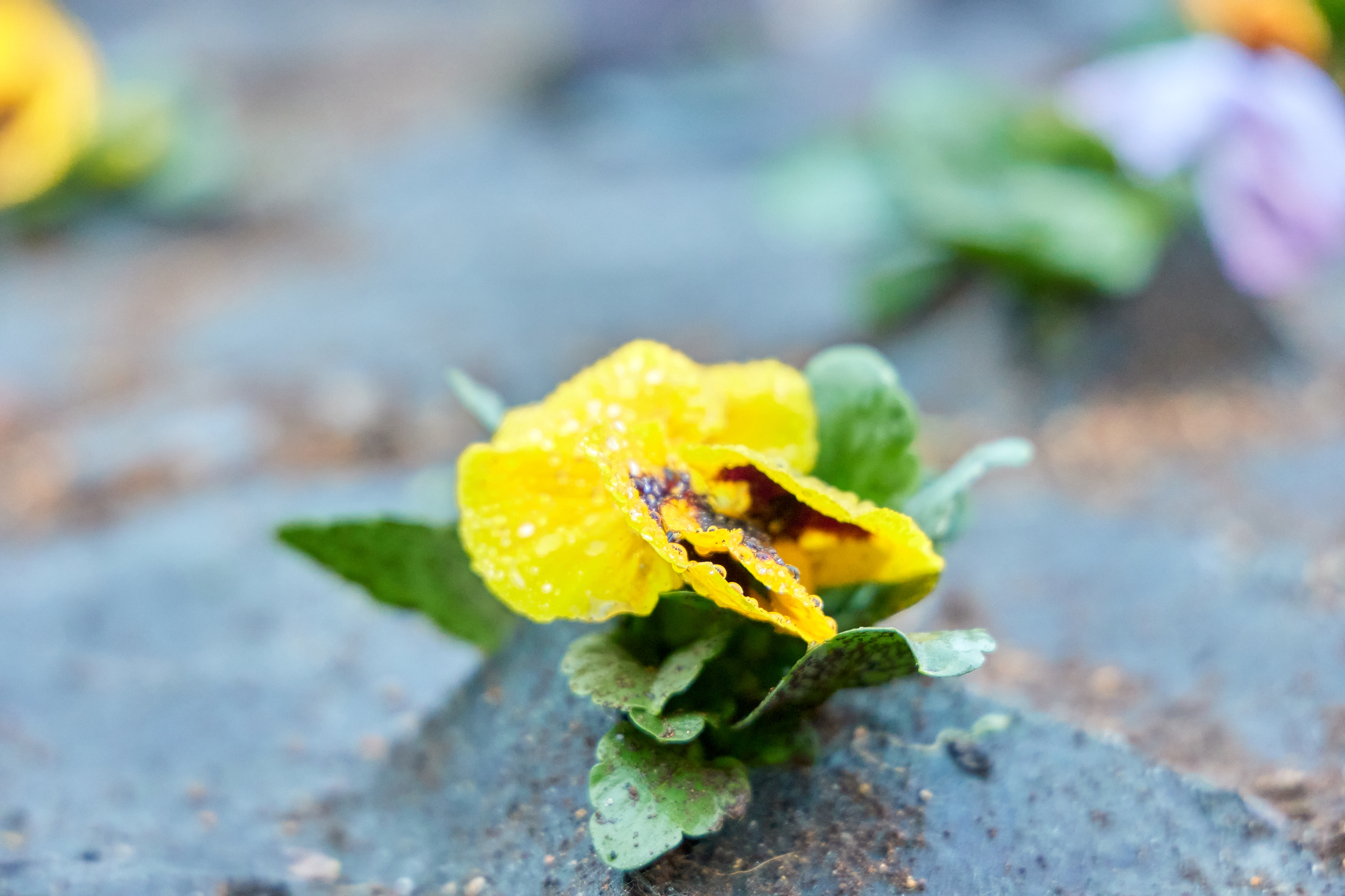 12月事業「勝田駅前花壇プロジェクト」ひたちなかベストライオンズクラブ 茨城 ひたちなか ライオンズクラブ