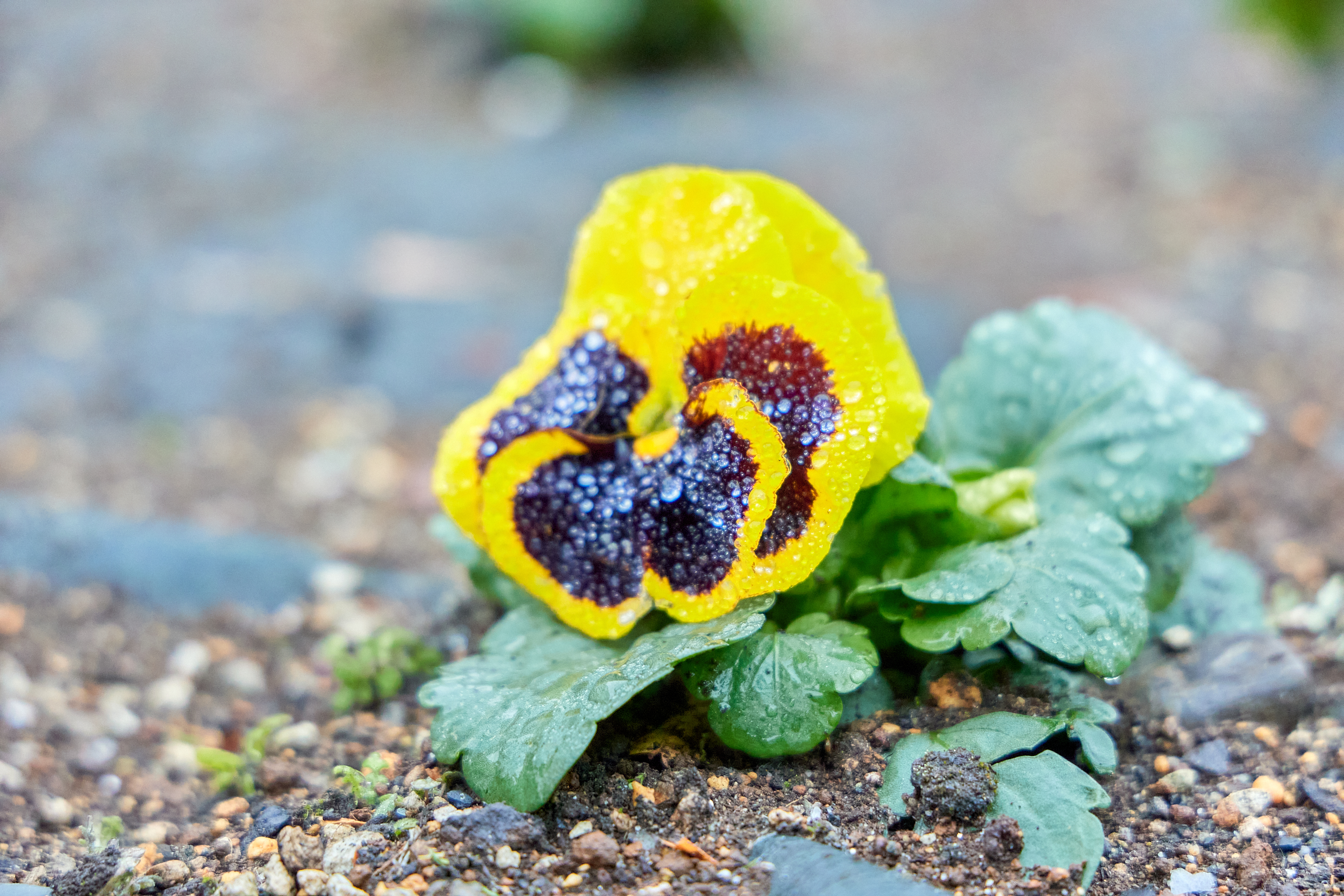 12月事業「勝田駅前花壇プロジェクト」ひたちなかベストライオンズクラブ 茨城 ひたちなか ライオンズクラブ