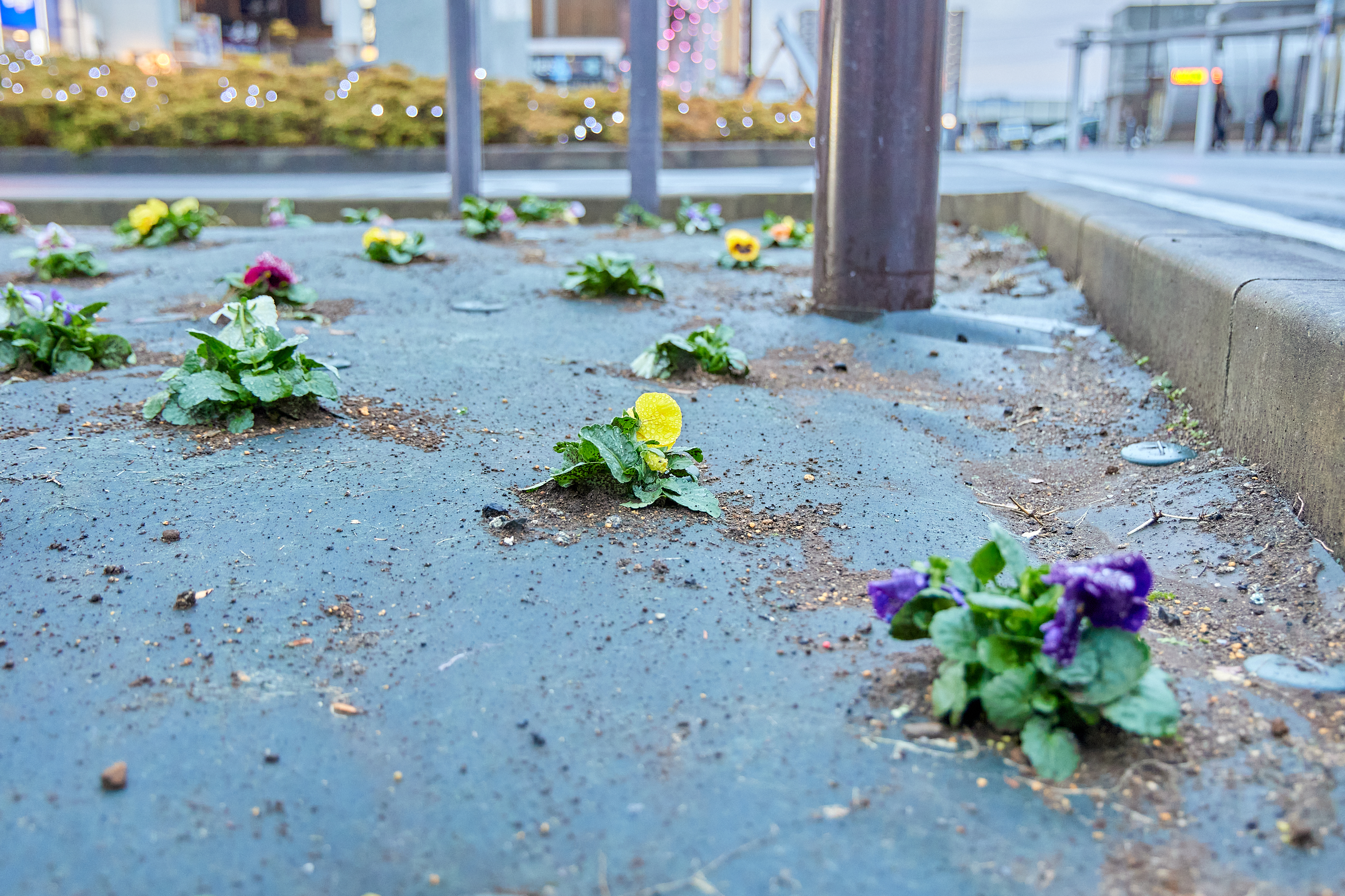 12月事業「勝田駅前花壇プロジェクト」ひたちなかベストライオンズクラブ 茨城 ひたちなか ライオンズクラブ