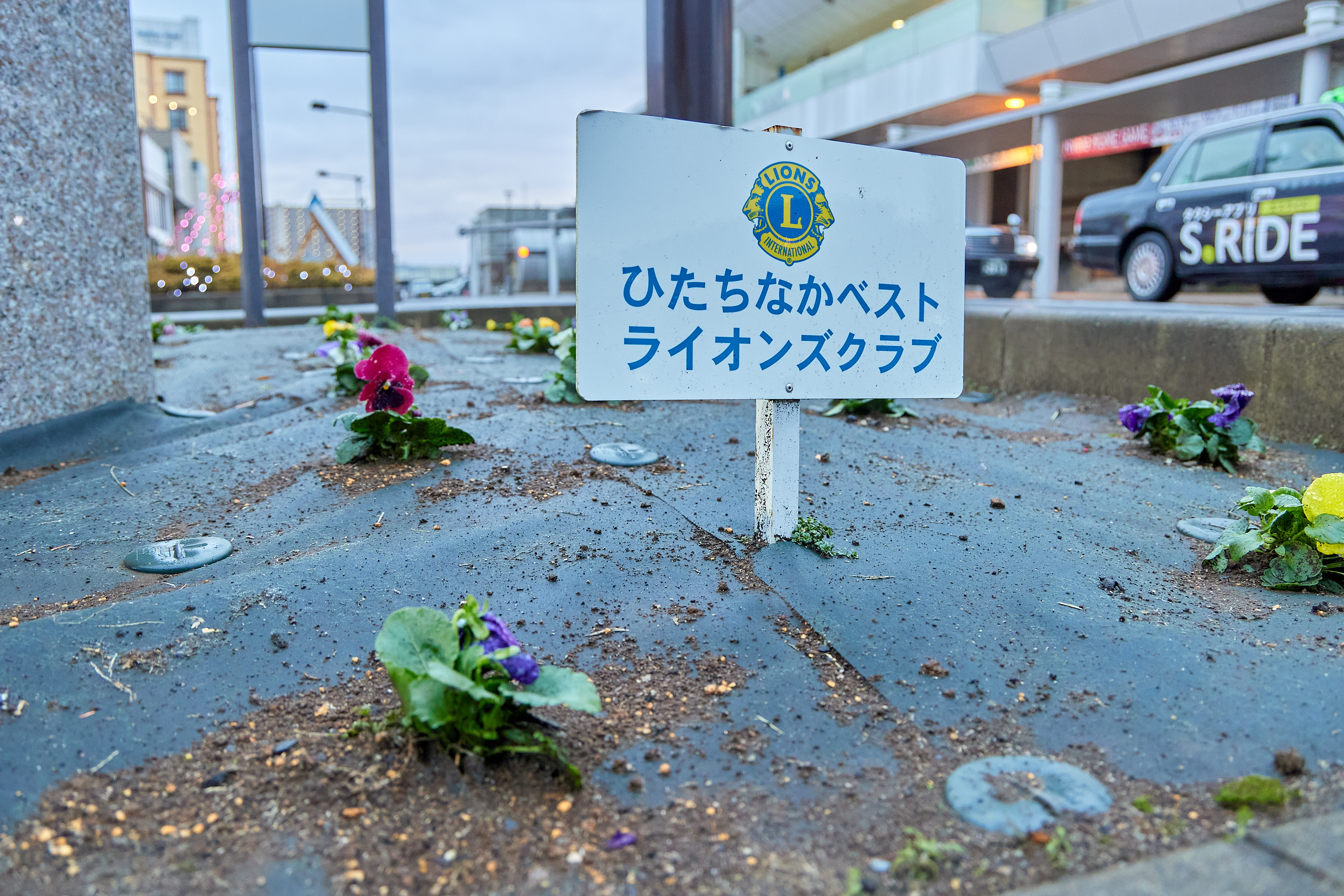 12月事業「勝田駅前花壇プロジェクト」ひたちなかベストライオンズクラブ 茨城 ひたちなか ライオンズクラブ