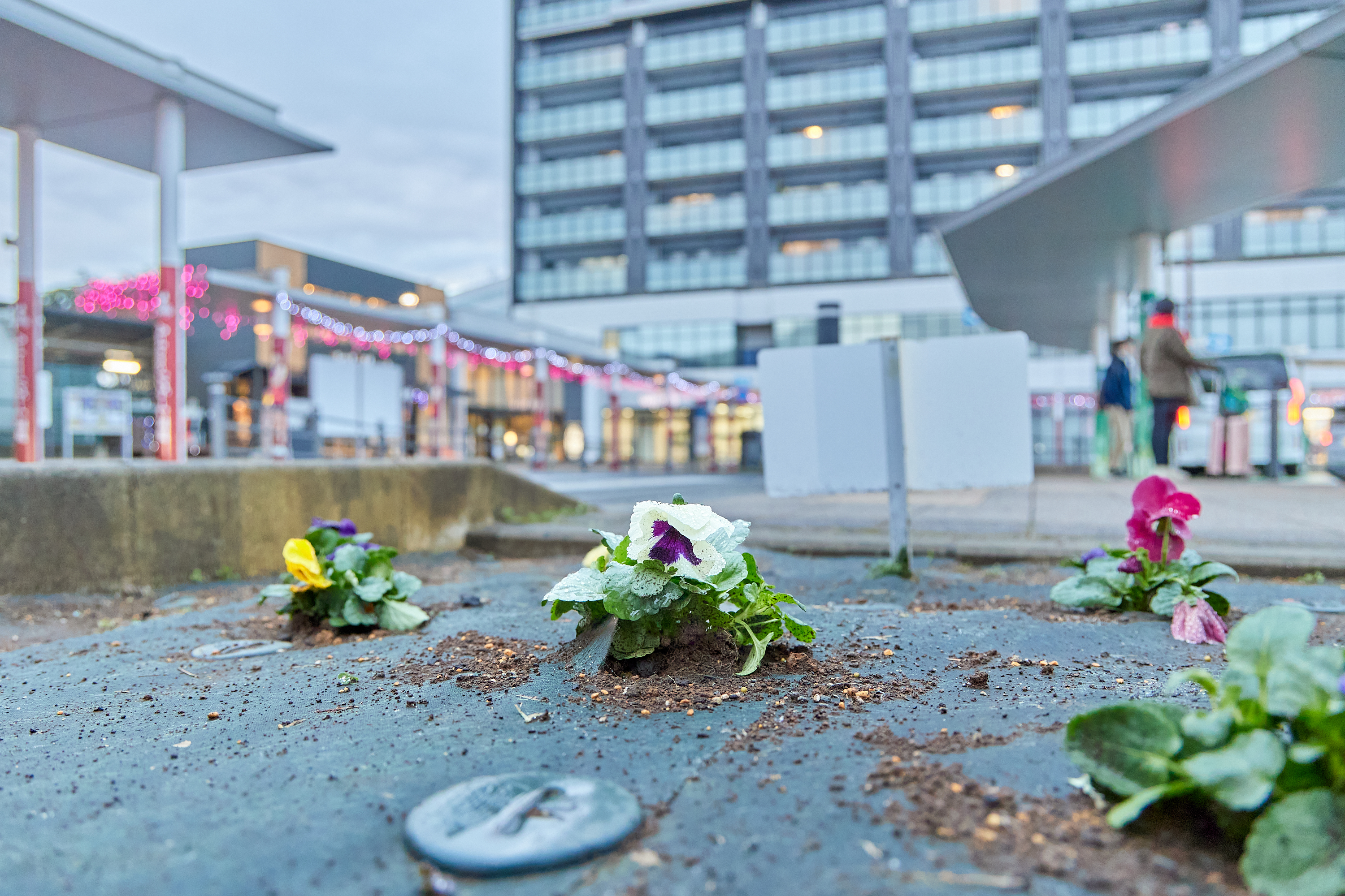 12月事業「勝田駅前花壇プロジェクト」ひたちなかベストライオンズクラブ 茨城 ひたちなか ライオンズクラブ