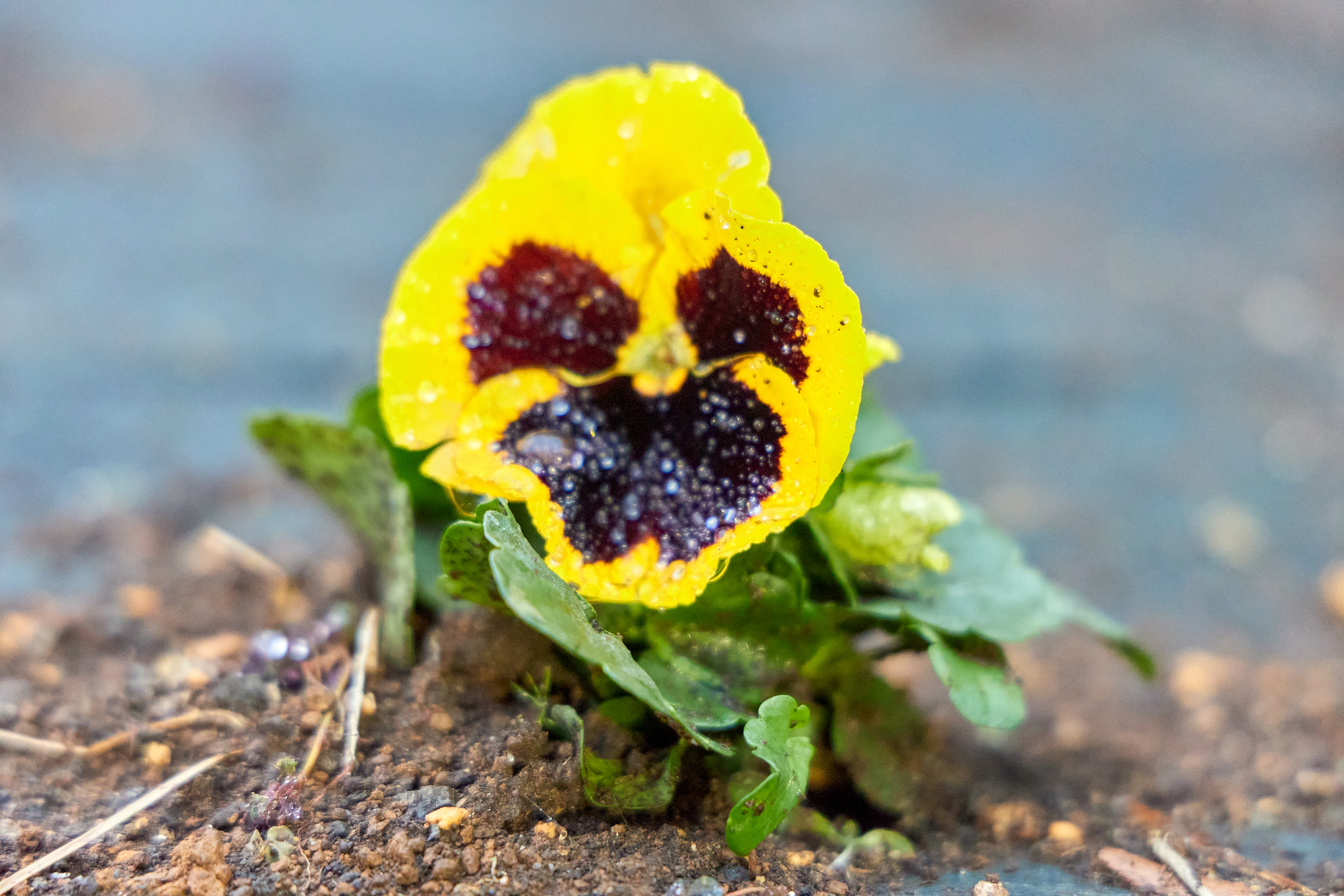 12月事業「勝田駅前花壇プロジェクト」ひたちなかベストライオンズクラブ 茨城 ひたちなか ライオンズクラブ