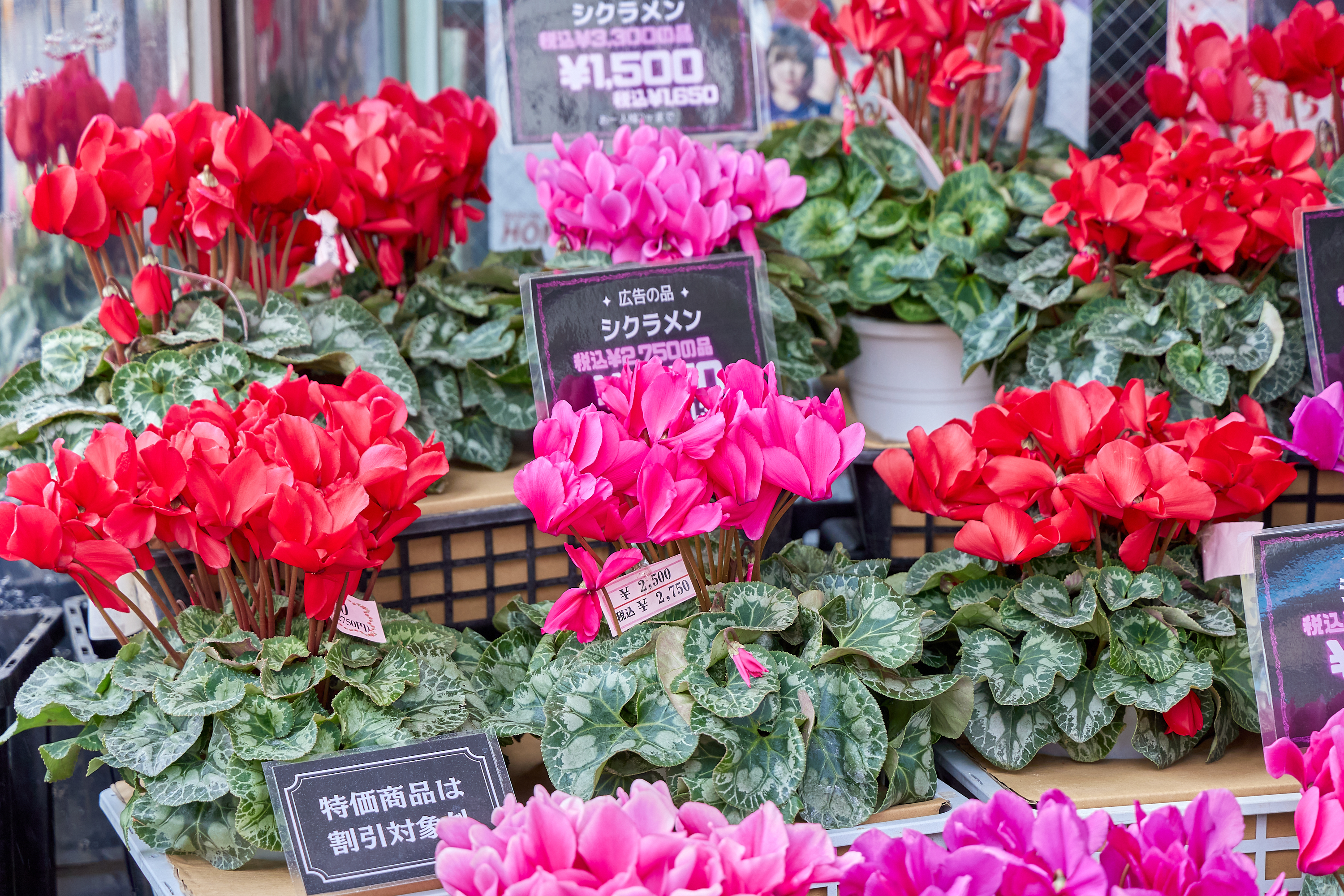 12月事業「笑顔の咲くまちプロジェクト＆レモネードスタンド」ひたちなかベストライオンズクラブ 茨城 ひたちなか ライオンズクラブ