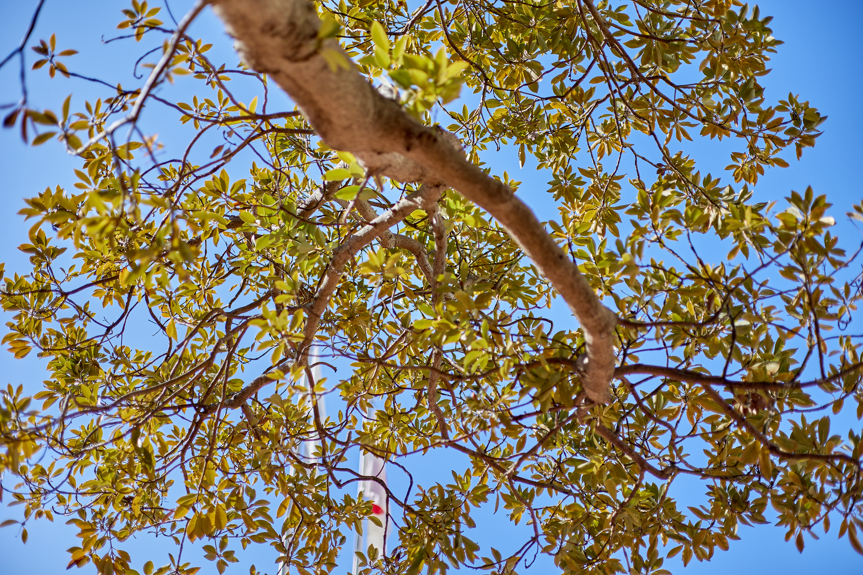 献血奉仕活動 ひたちなかベストライオンズクラブ 茨城 ひたちなか ライオンズクラブ