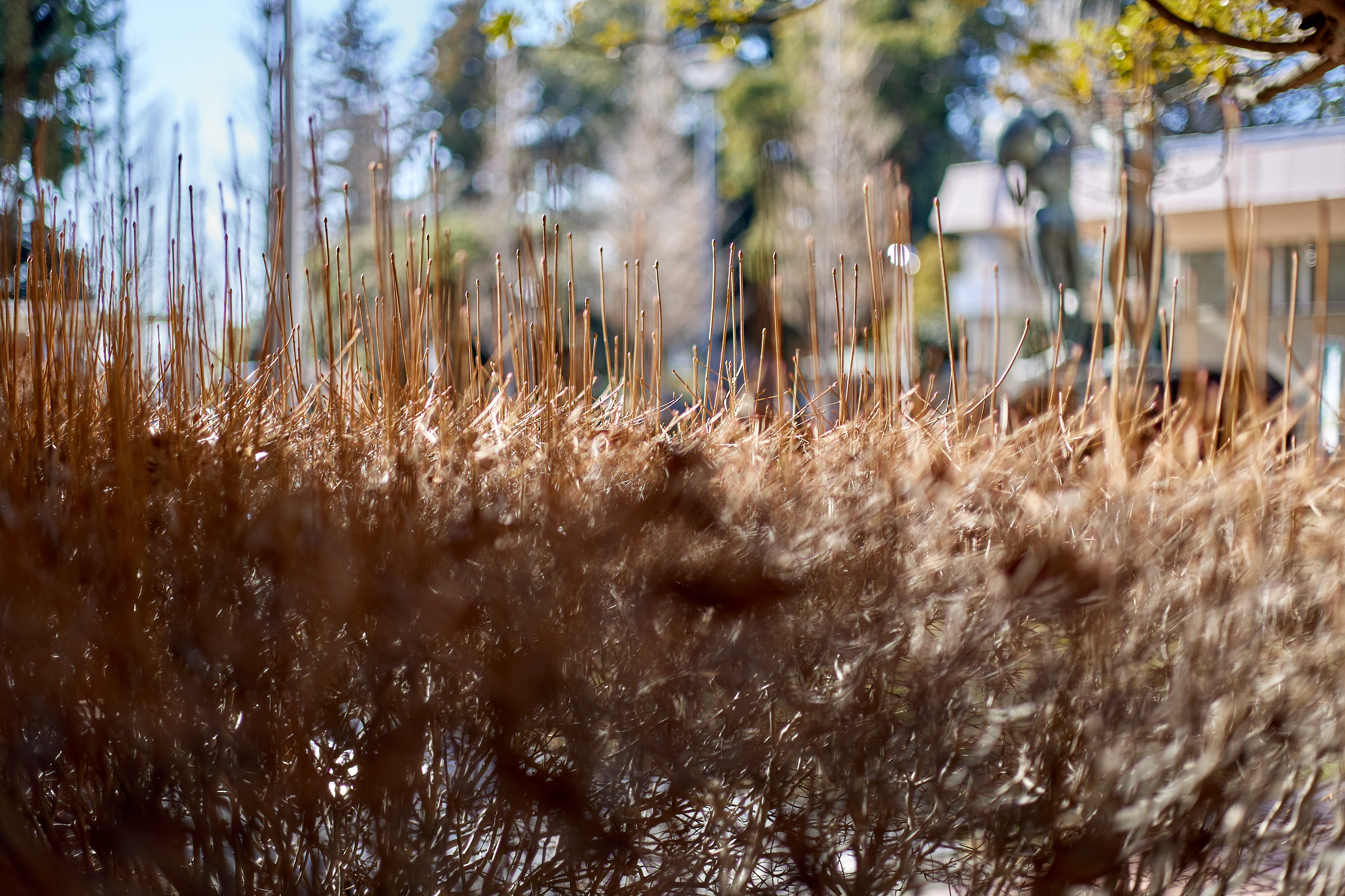 献血奉仕活動 ひたちなかベストライオンズクラブ 茨城 ひたちなか ライオンズクラブ