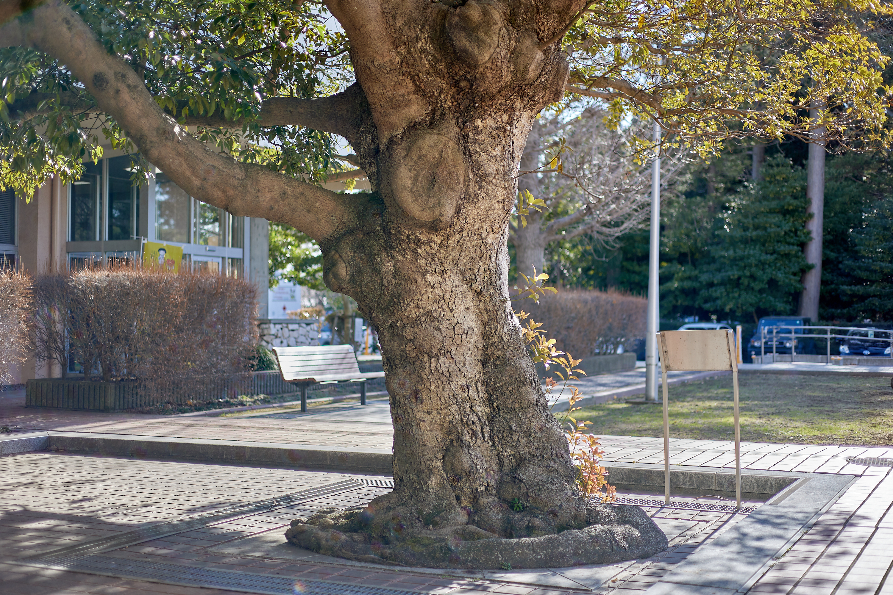 献血奉仕活動 ひたちなかベストライオンズクラブ 茨城 ひたちなか ライオンズクラブ
