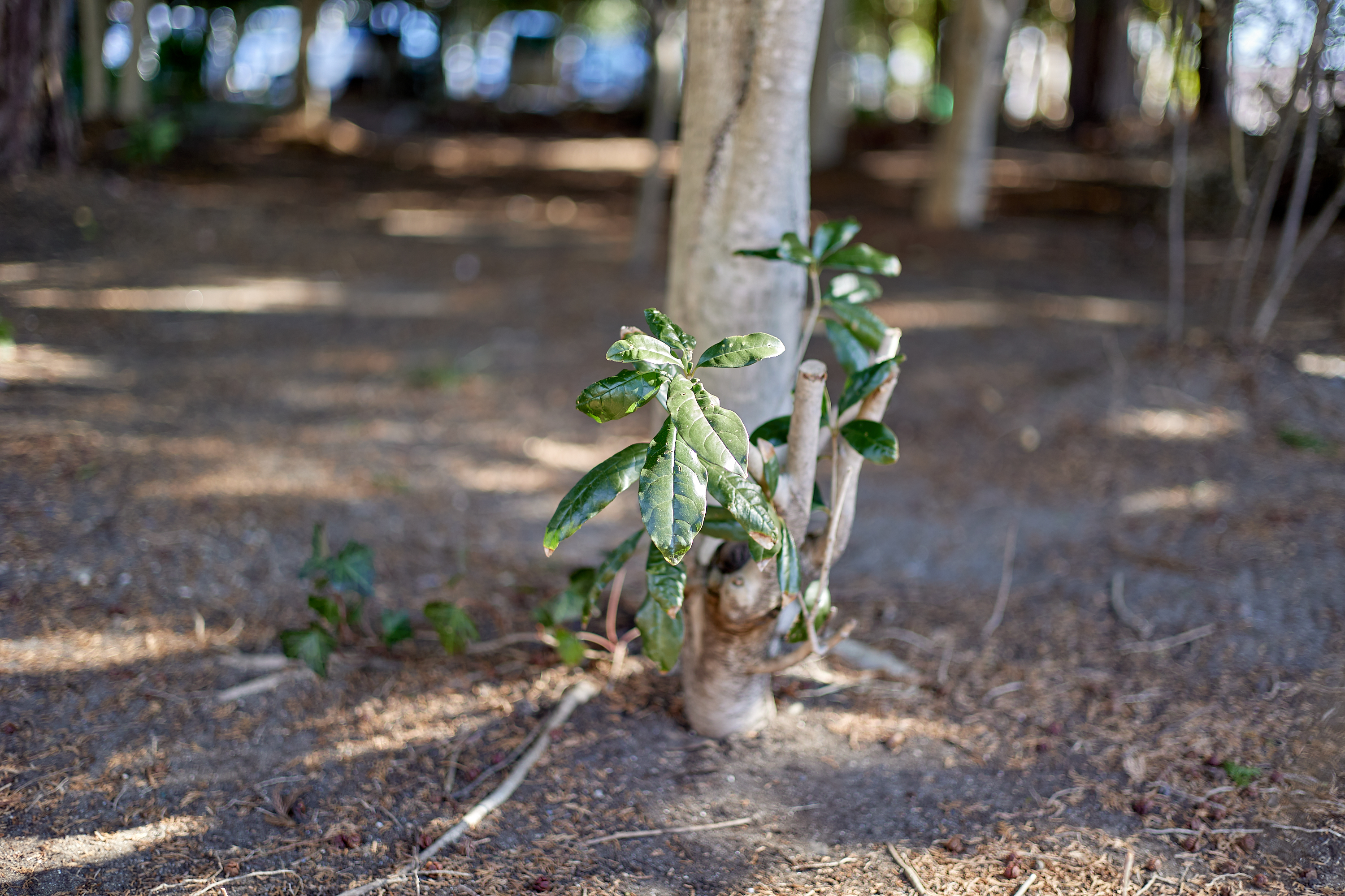 献血奉仕活動 ひたちなかベストライオンズクラブ 茨城 ひたちなか ライオンズクラブ