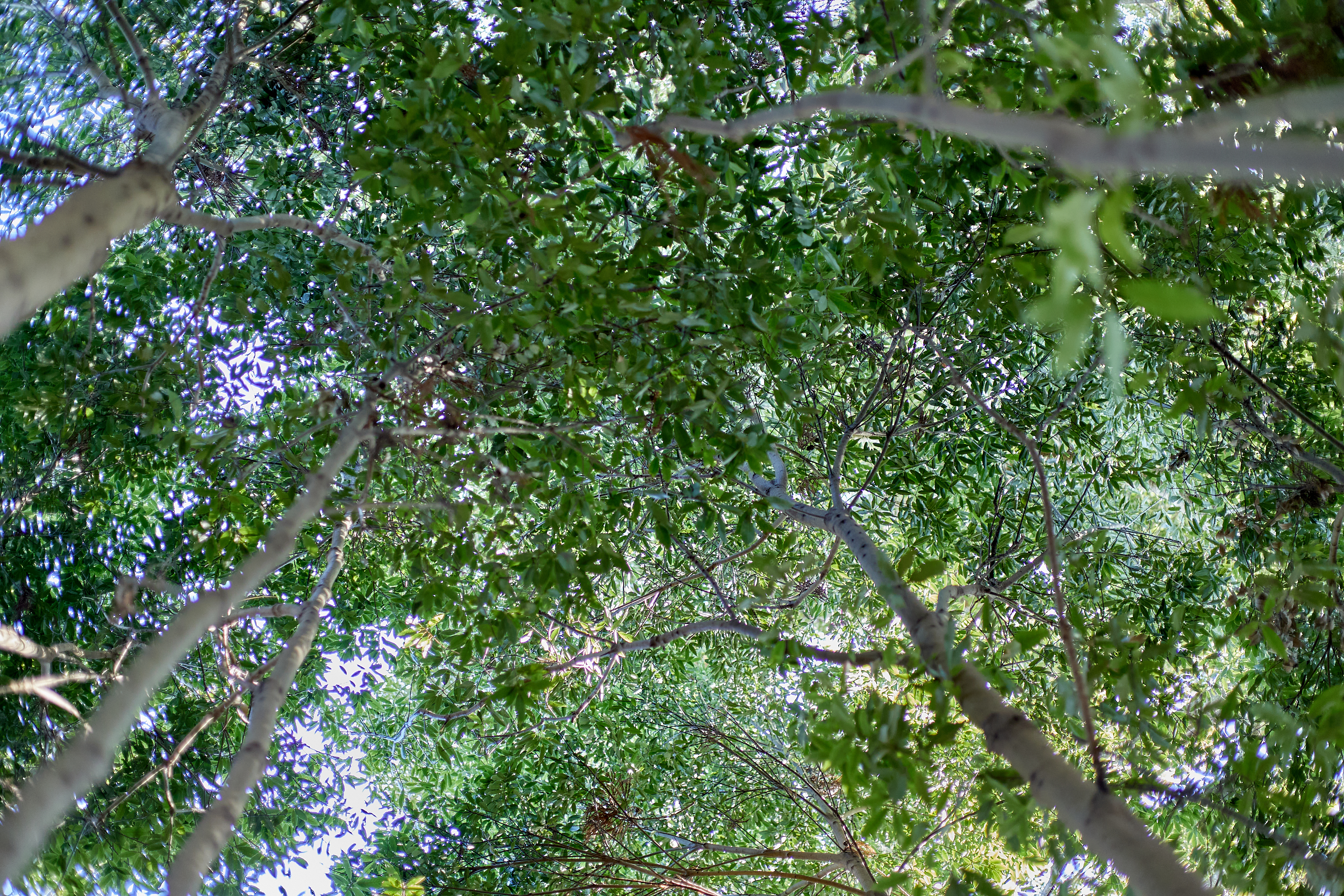 献血奉仕活動 ひたちなかベストライオンズクラブ 茨城 ひたちなか ライオンズクラブ