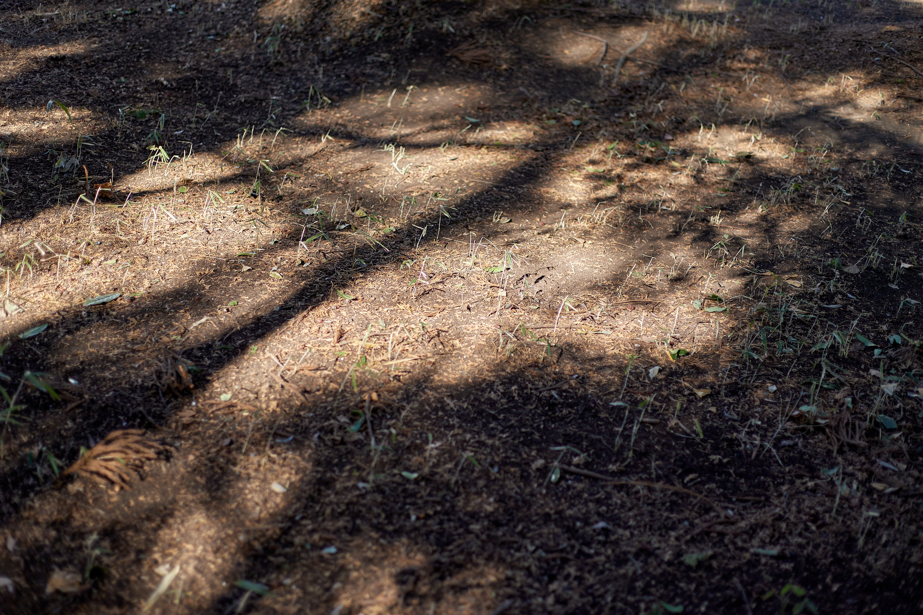 献血奉仕活動 ひたちなかベストライオンズクラブ 茨城 ひたちなか ライオンズクラブ